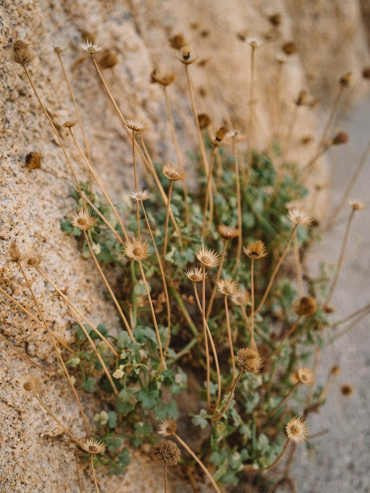 Mexico Mountain Side