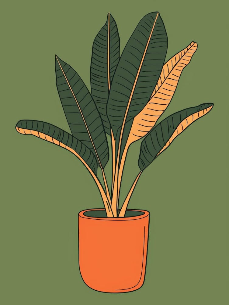 Banana Plant In A Pot 8