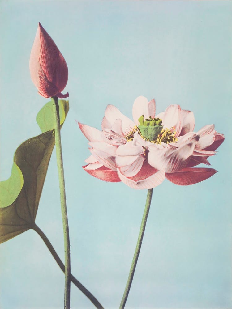 Belles Impressions Photomécaniques de Fleurs de Lotus, Ogawa Kazumasa
