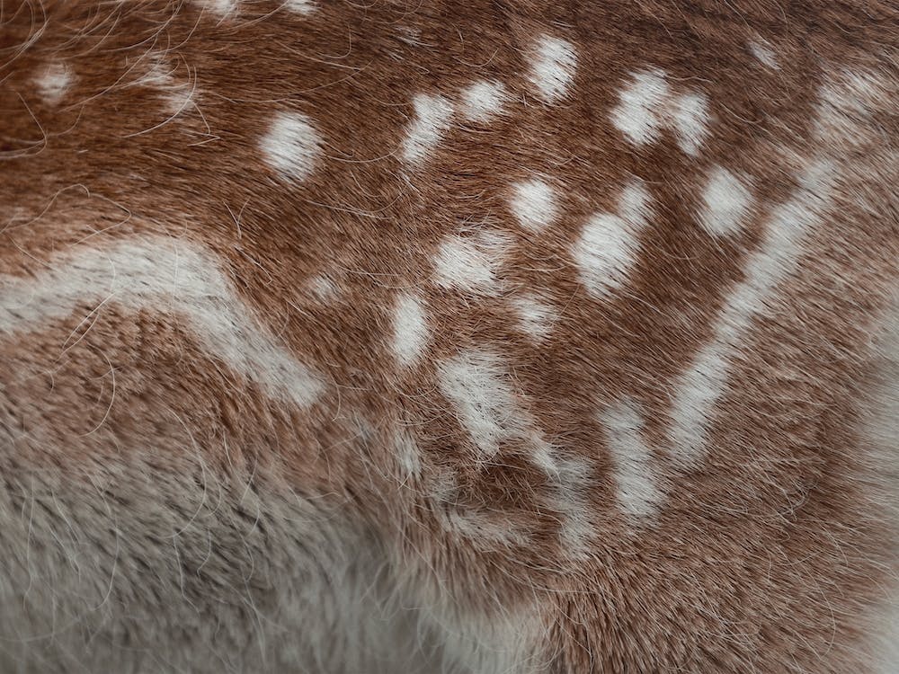 Fawn Fur