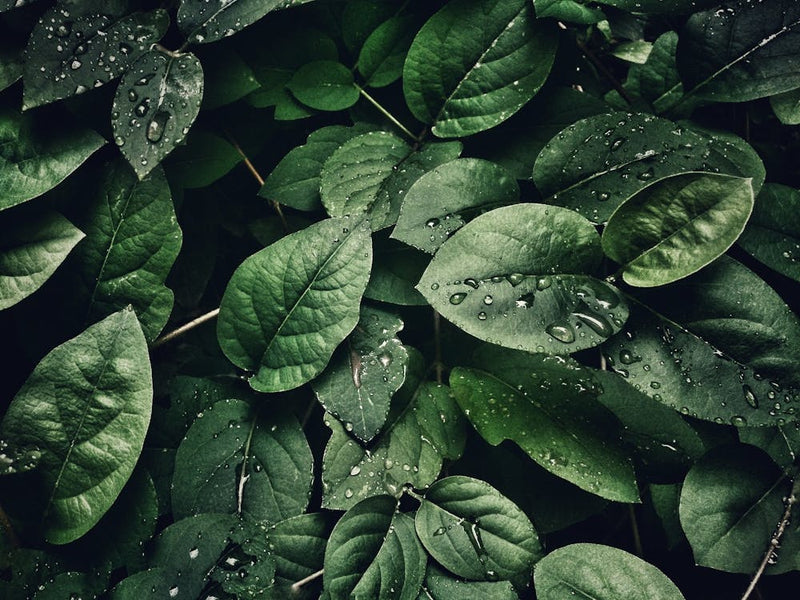 Green Leaves 6