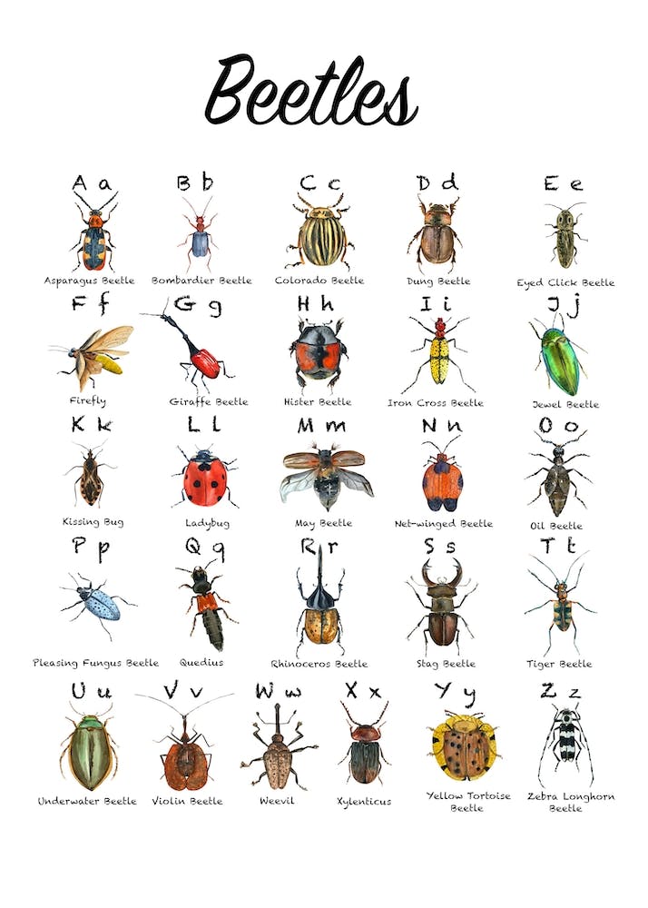 Beetles Alphabet