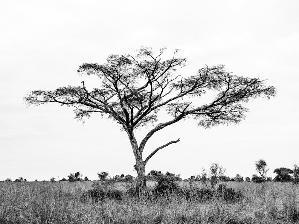 Black And White Lone Tree In Uganda In Africa