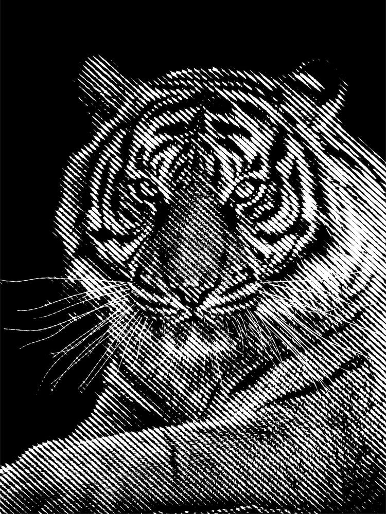 Tiger Close Up BW in my Line Illustration