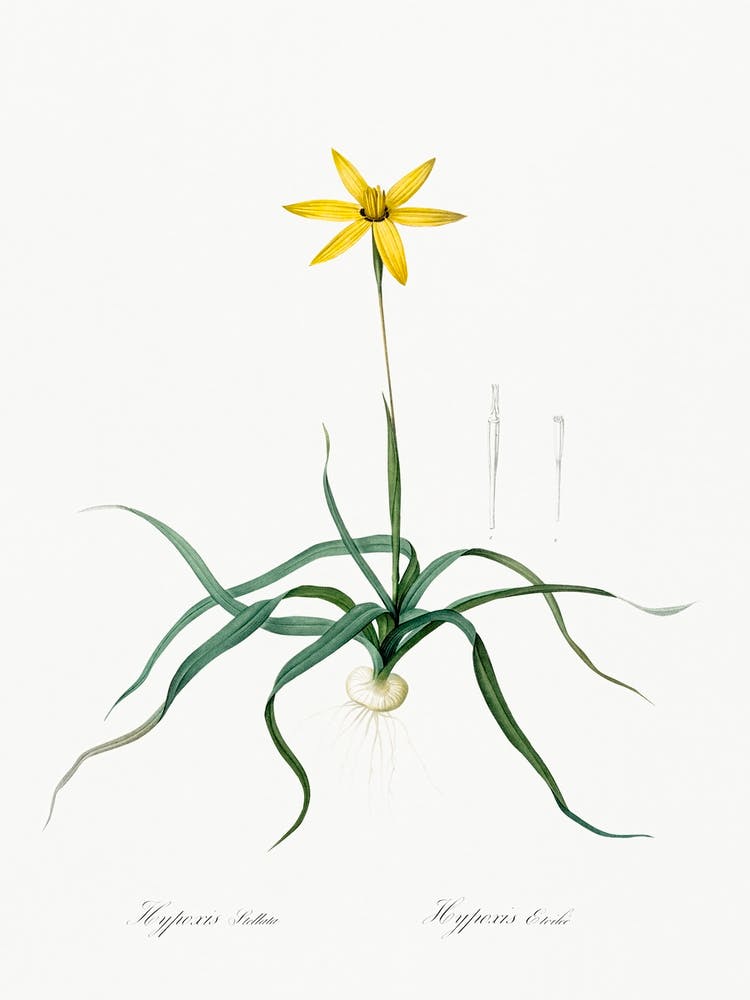 Hypoxis Stellata Illustration From Les Liliacées (1805), Pierre Joseph Redoute