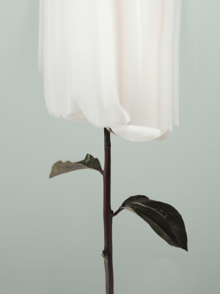 Coquelicot Blanc_2314104