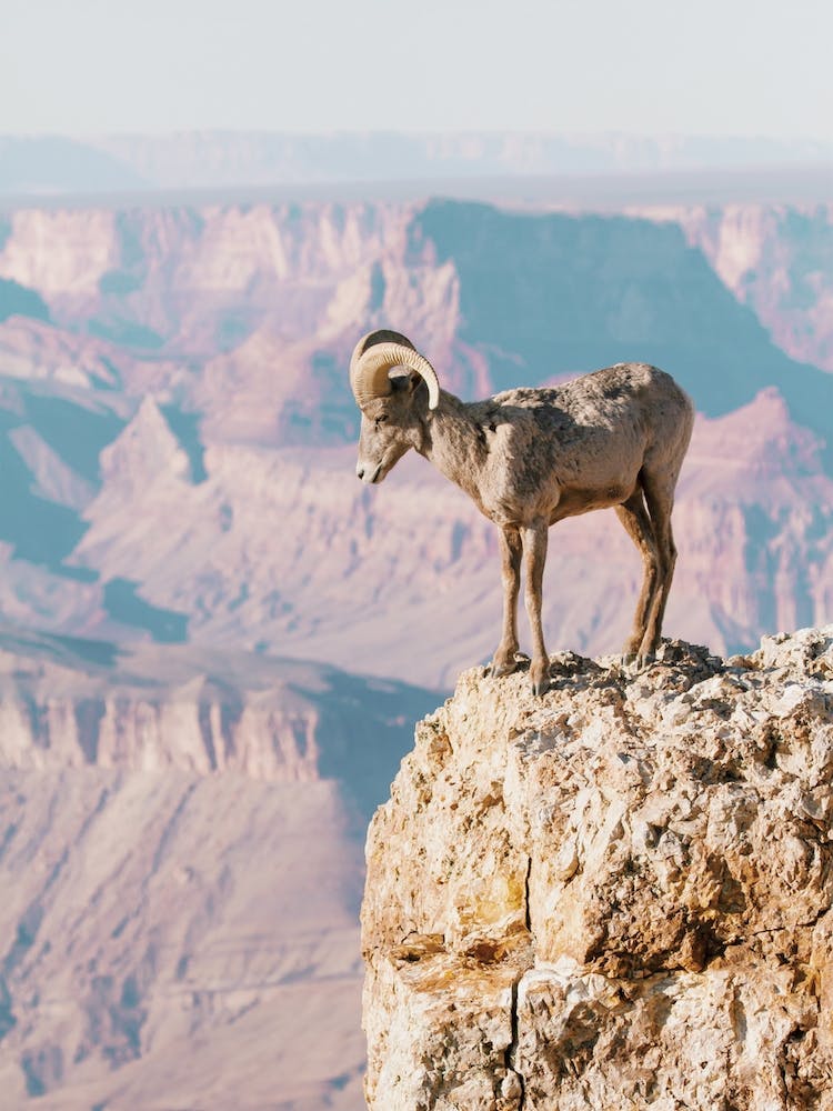 Grand Canyon Sheep