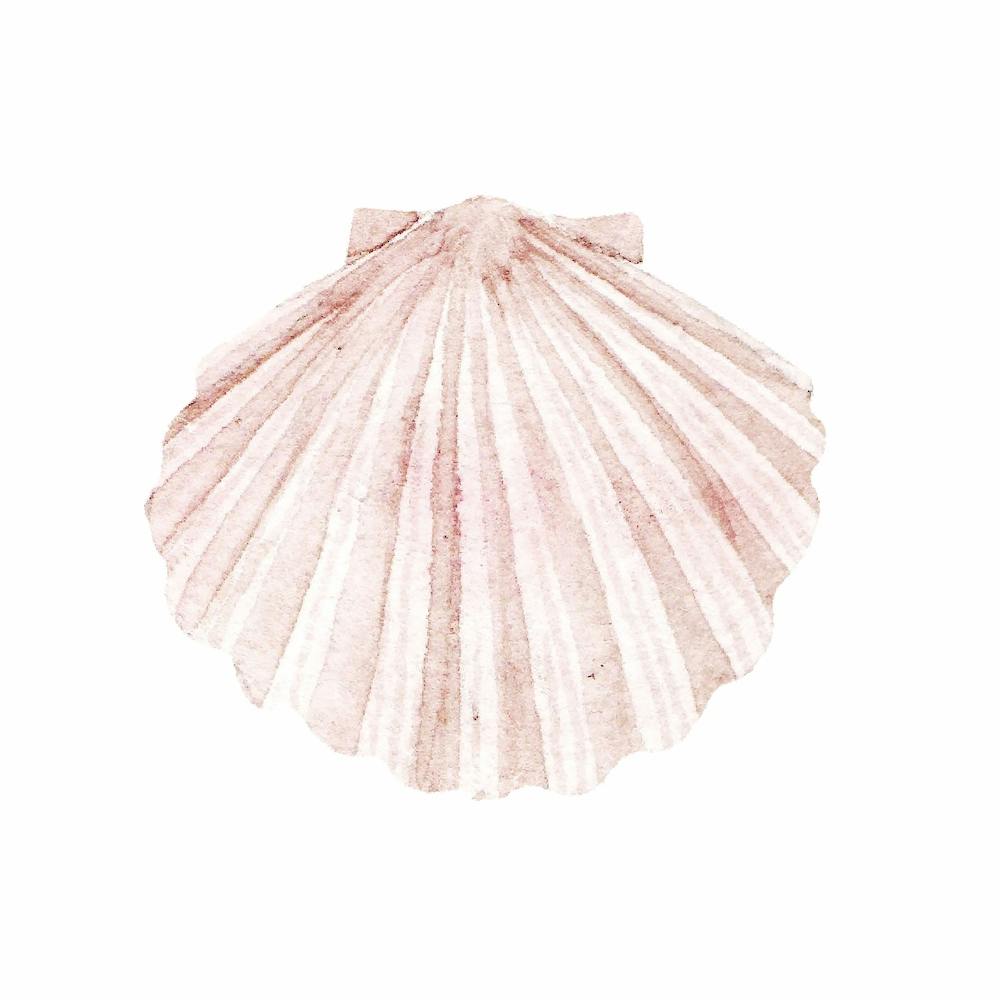 Seashell2