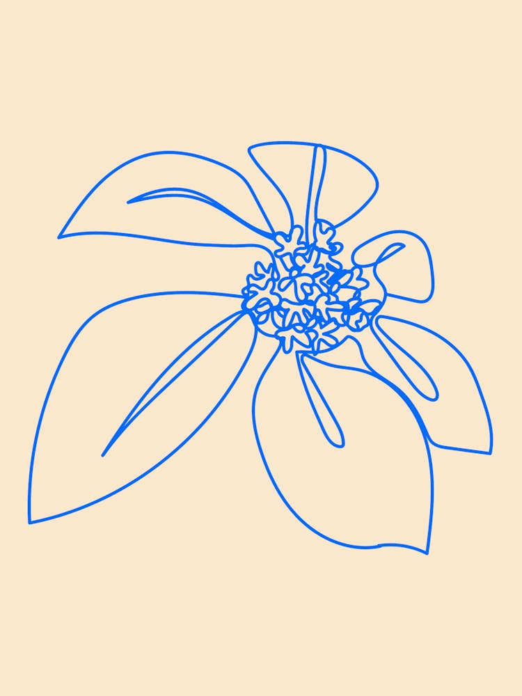 Flower Drawing, Floral Drawing