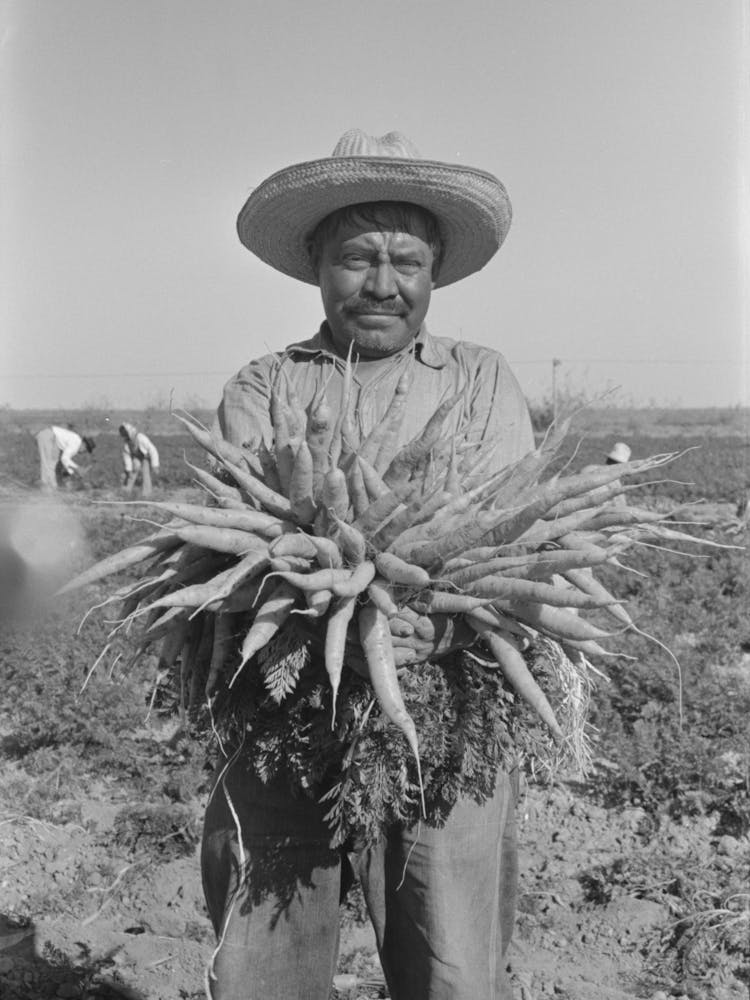 Untitled Photo, Possibly Related To Mexican Carrot Worker, Edinburg, Texas By Russell Lee