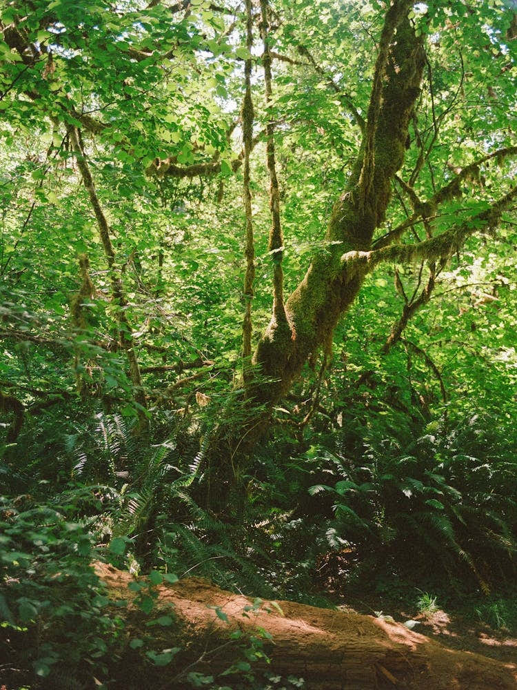 California Redwood Forest II on Film