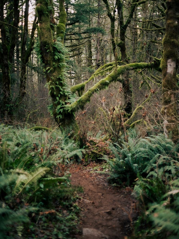 Forest Trail VI