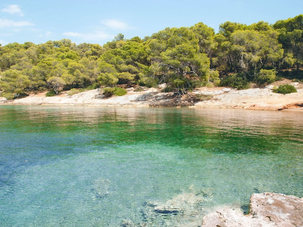 Forest on a Mediterranean Island Beach