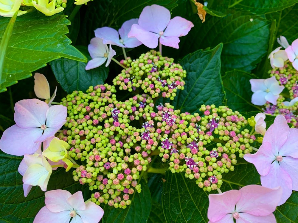 Hydrangeas