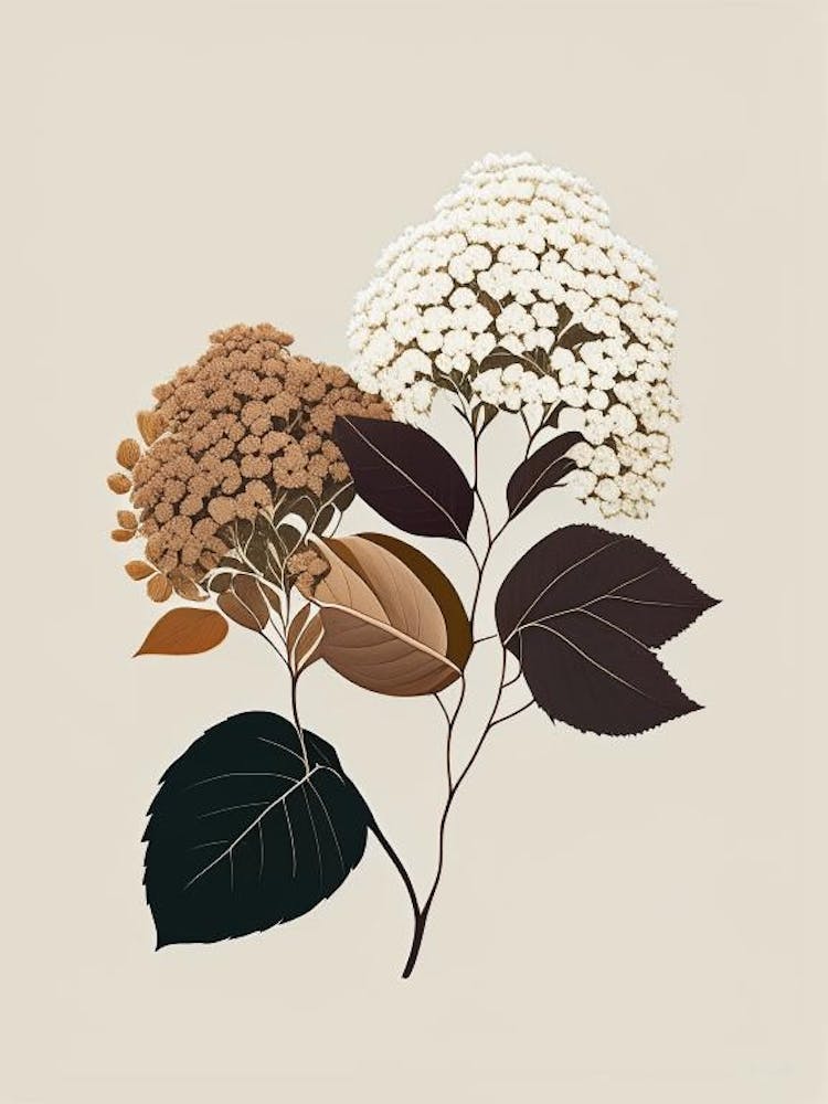 Hydrangea Root Spices And Herbs Retro Minimal 3