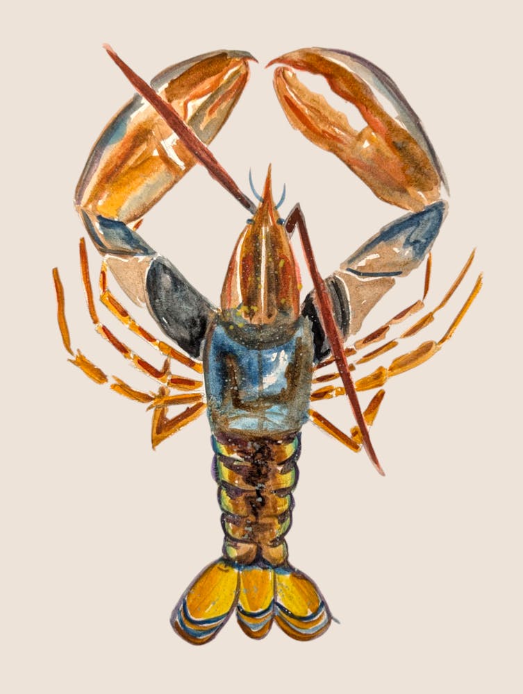 Blue and Brown Lobster Illustration Watercolour Kitchen
