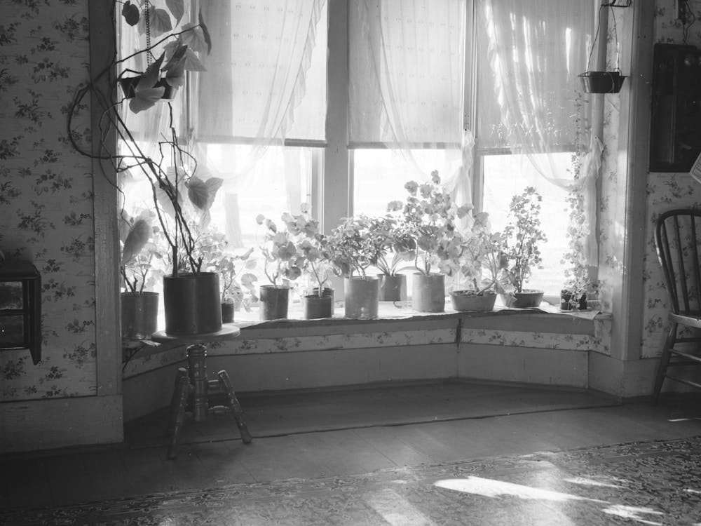 Window Of Farmhouse Living Room, Mercer County, Illinois, Hired Man Lives In House On Farm Which Was Formerly