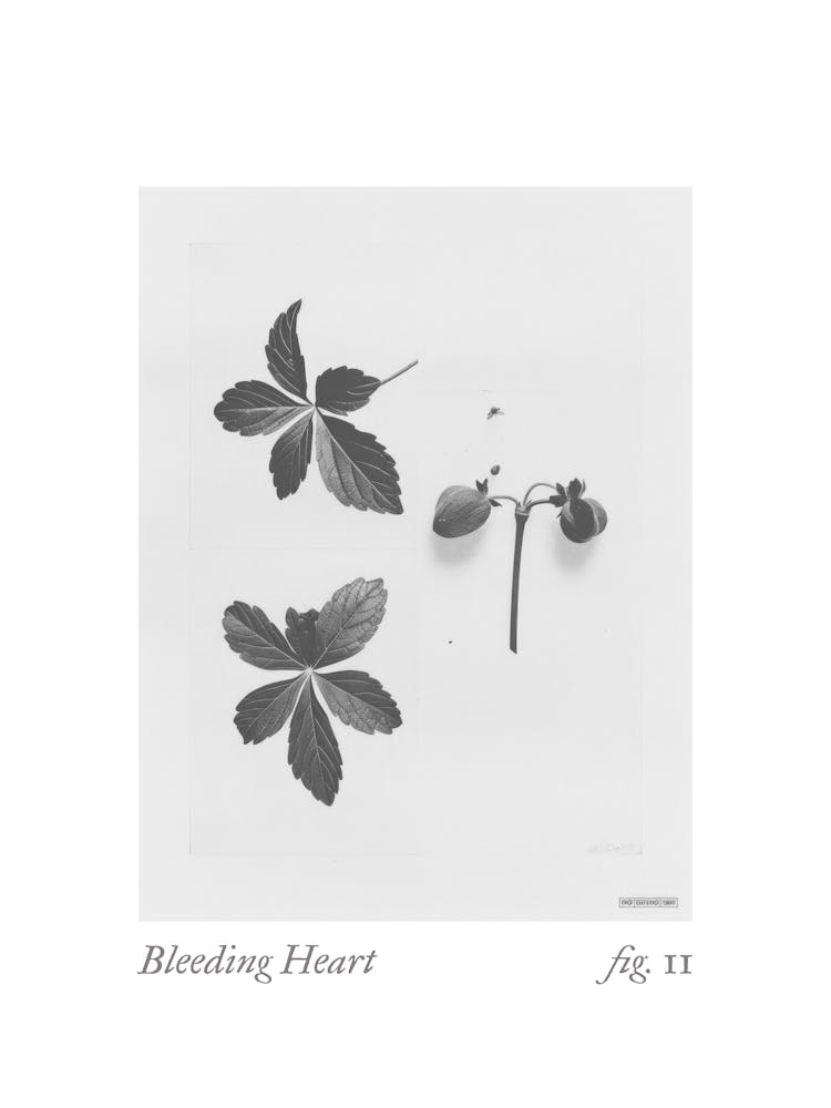 Bleeding Heart Botanical Collage 3