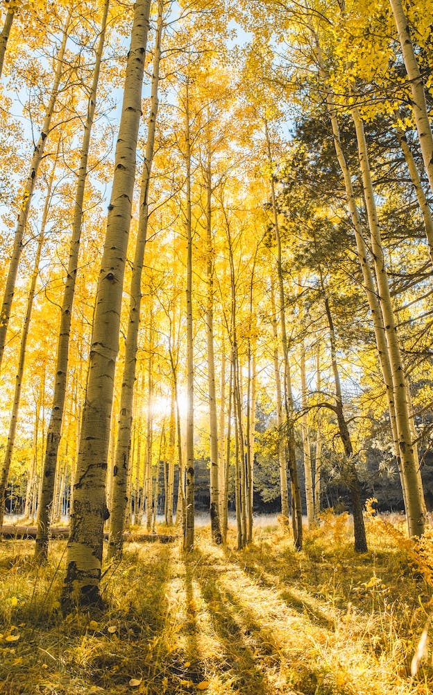 Herbstblätter Espenwald