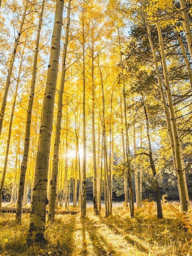 Autumn Leaves Aspen Forest