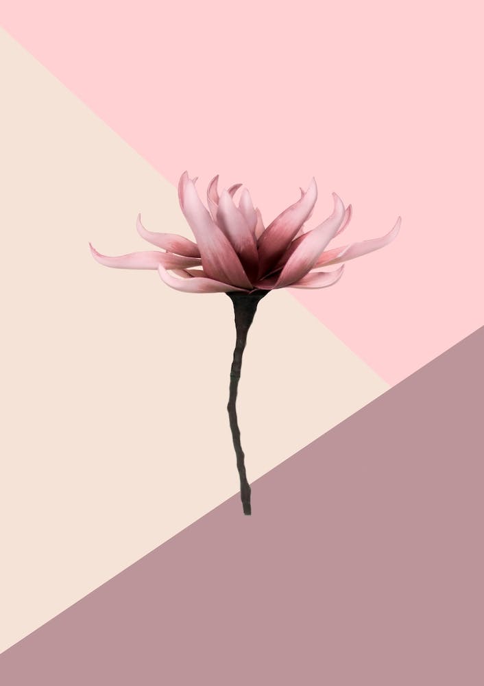 Aesthetic Flower
