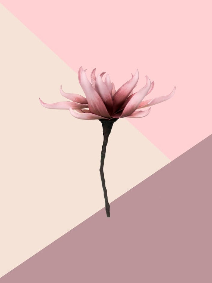Aesthetic Flower