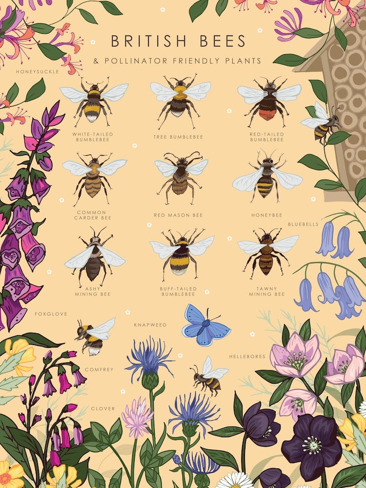 British Bees And Pollinator Friendly Plants