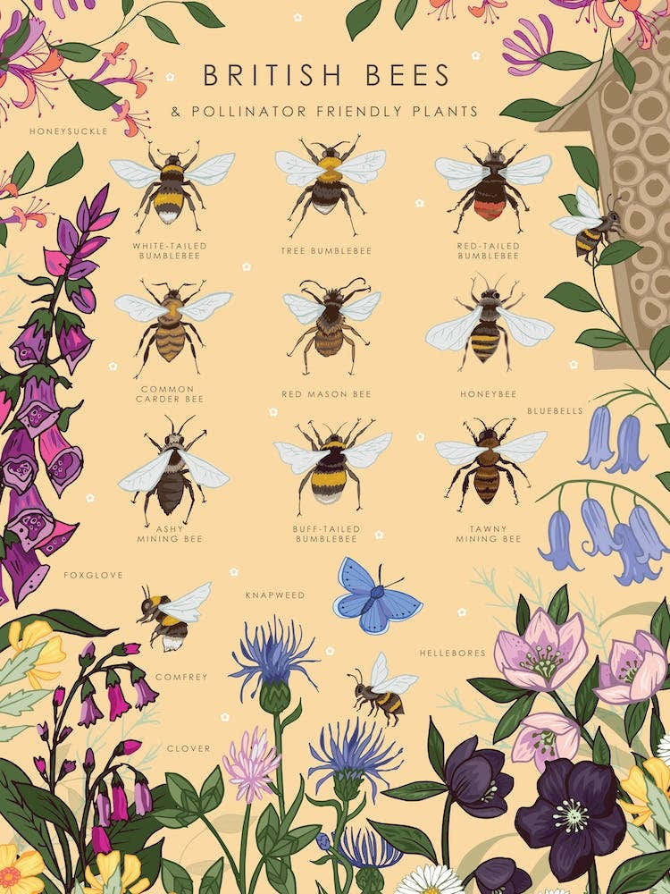 British Bees And Pollinator Friendly Plants