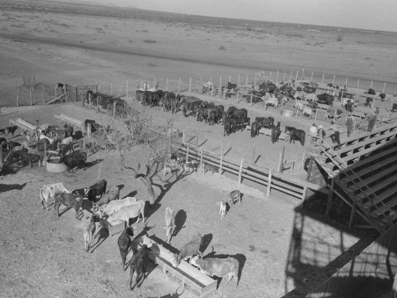 Untitled Photo, Possibly Related To Washing And Grooming Hereford Cattle At The Wash Rack At The San Angelo Fat