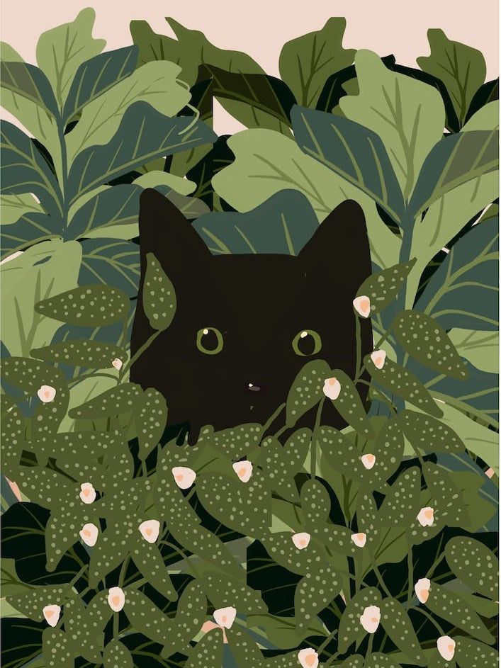 Peeking Black Cat In Plants