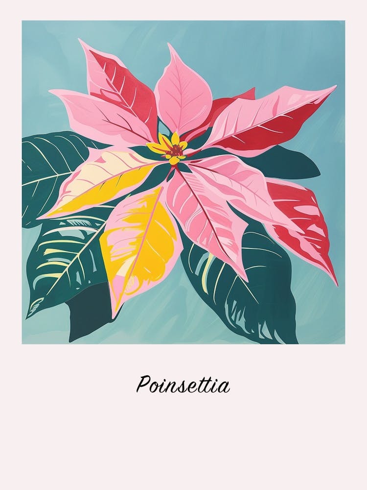 Poinsettia 2 Square Flower Illustration Poster
