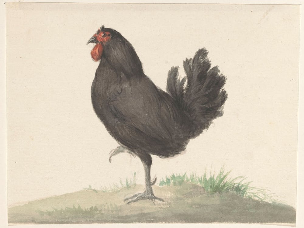 Staande Zwarte Kip, Jean Bernard