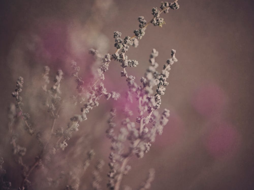Warm Fynbos 3