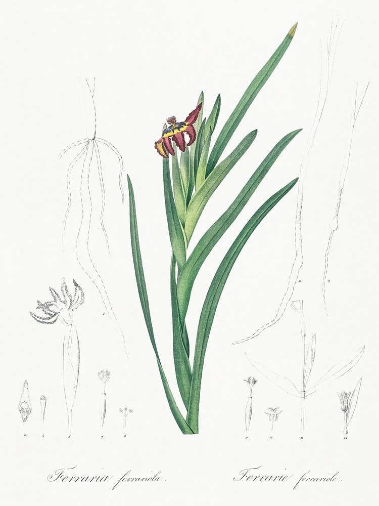 Illustration d'Iris Araignée Extrait de Les Liliacées (1805), Pierre Joseph Redoute