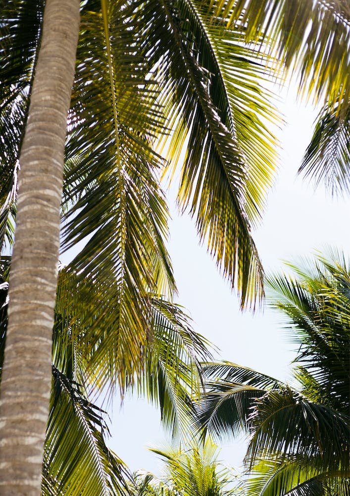 Tropical Palm Trees