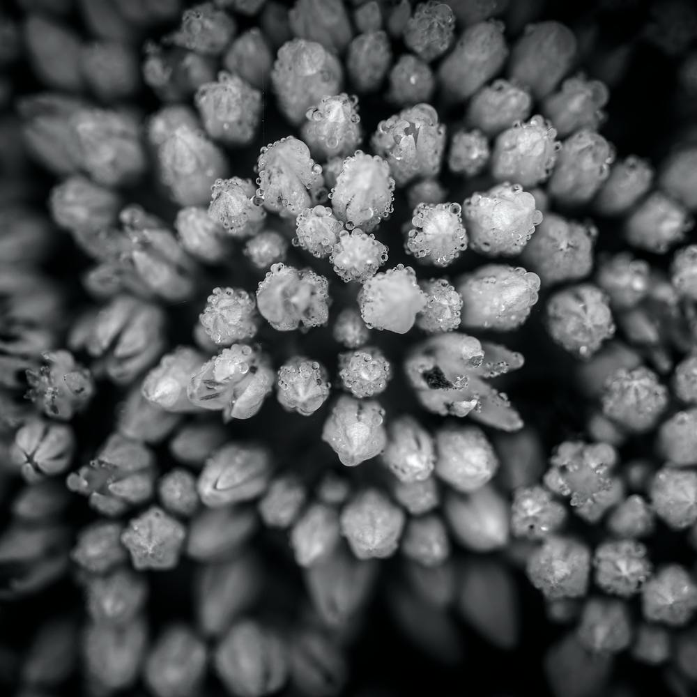 Harmony Black And White 2