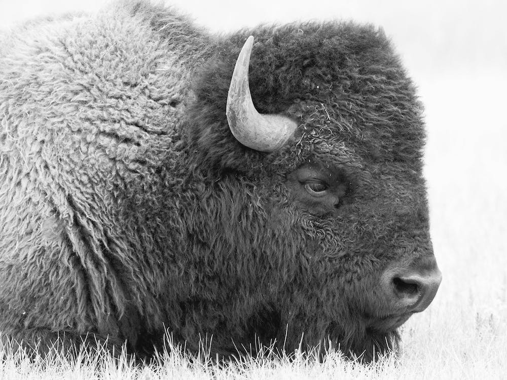 Black And White Bison