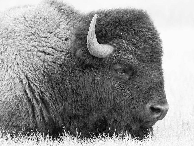 Schwarz-Weiß-Bison