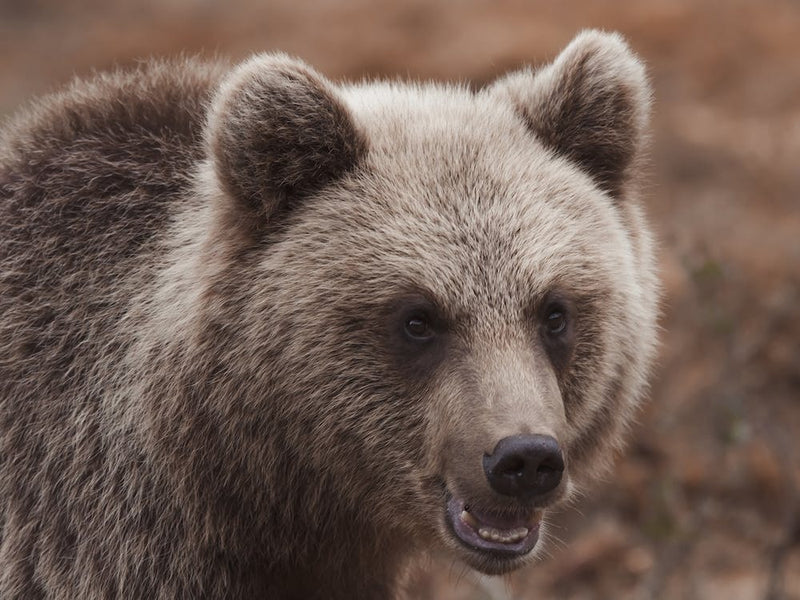 Juvenile Grizzly Bear