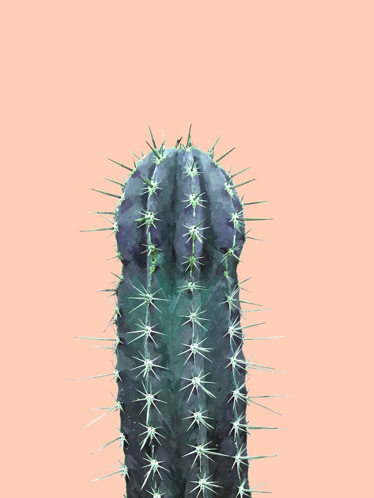 Cactus Rose Background