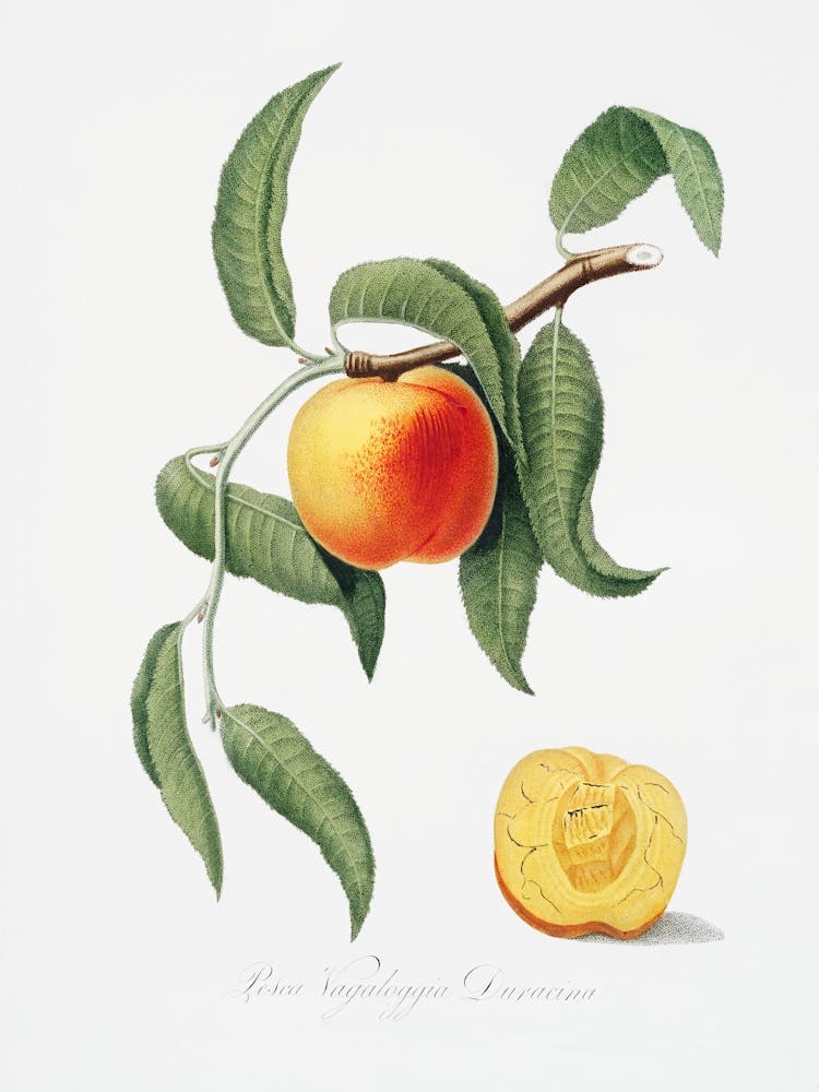 Peach (Prunus Persica) From Pomona Italiana (1817 1839), Giorgio Gallesio 5