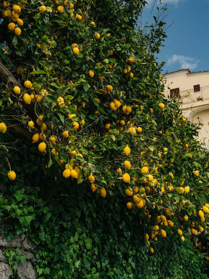 Amalfi Coast Lemons II