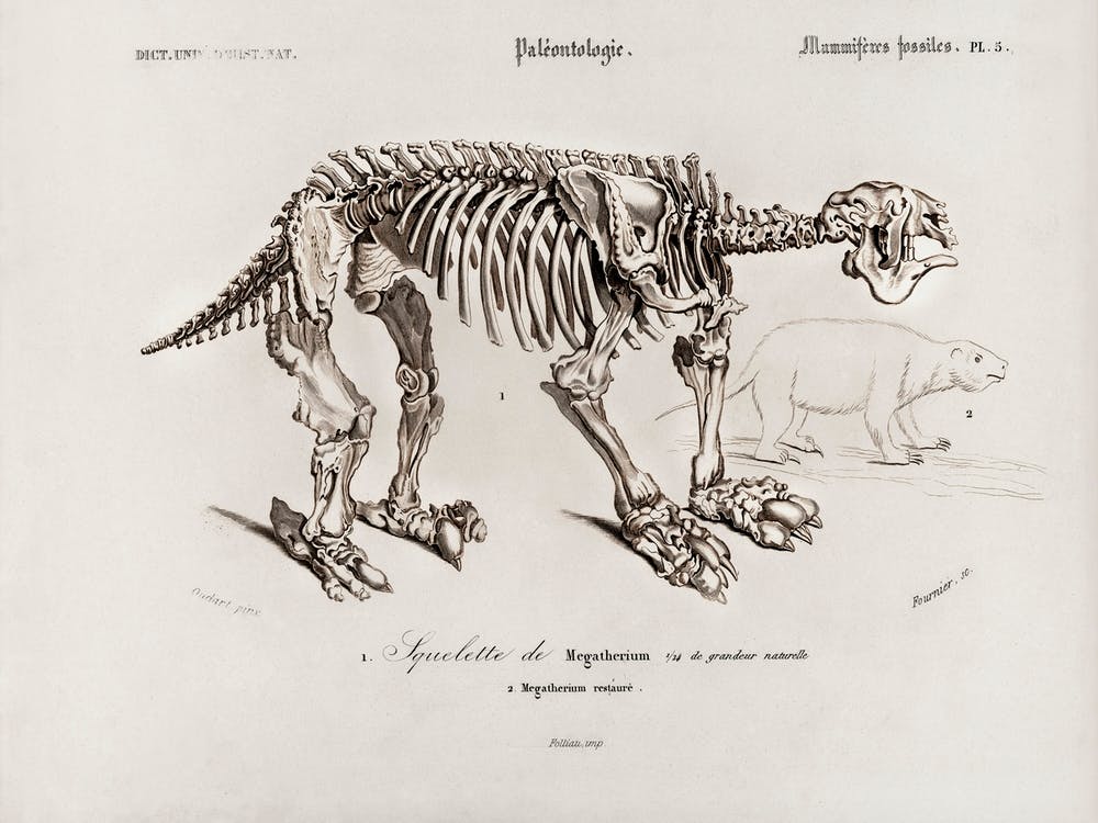 Megatherium, Charles Dessalines D'Orbigny
