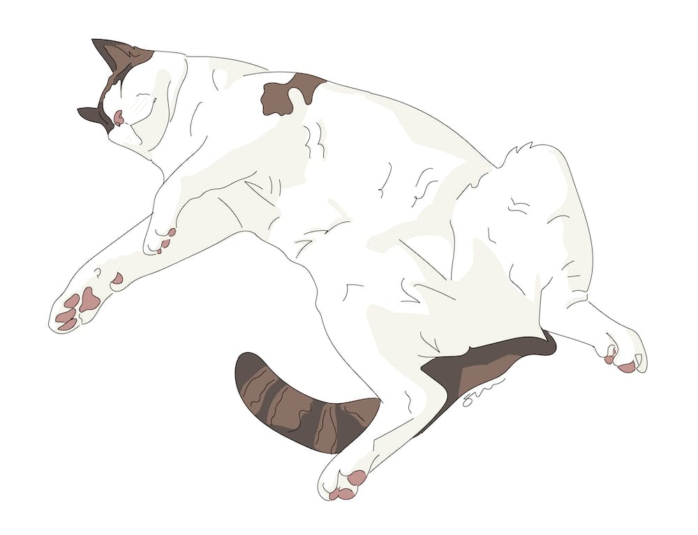 Snowshoe Siamese Katze schlafend