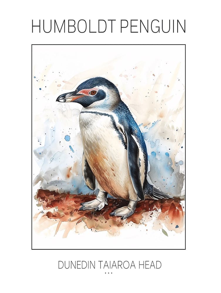 Humboldt Penguin Dunedin Taiaroa Head Watercolour Painting 1 Poster