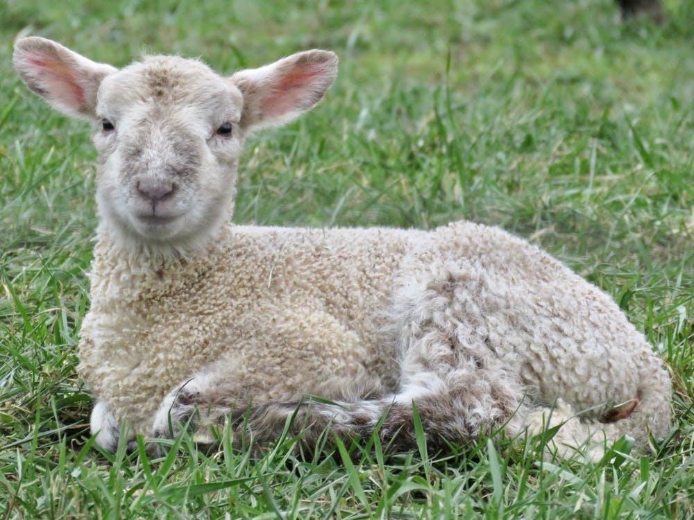 Baby sheep Lamb In The Grass
