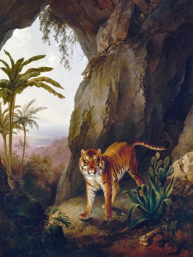 Tropical Tiger