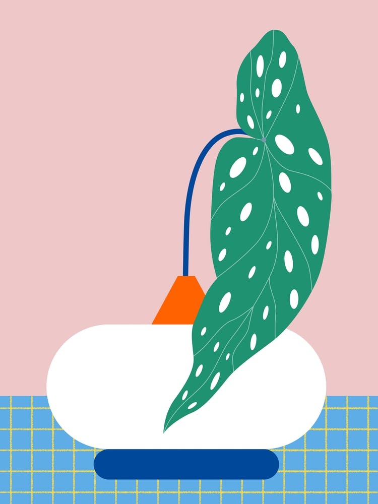 Begonia Maculata Leaf Vase