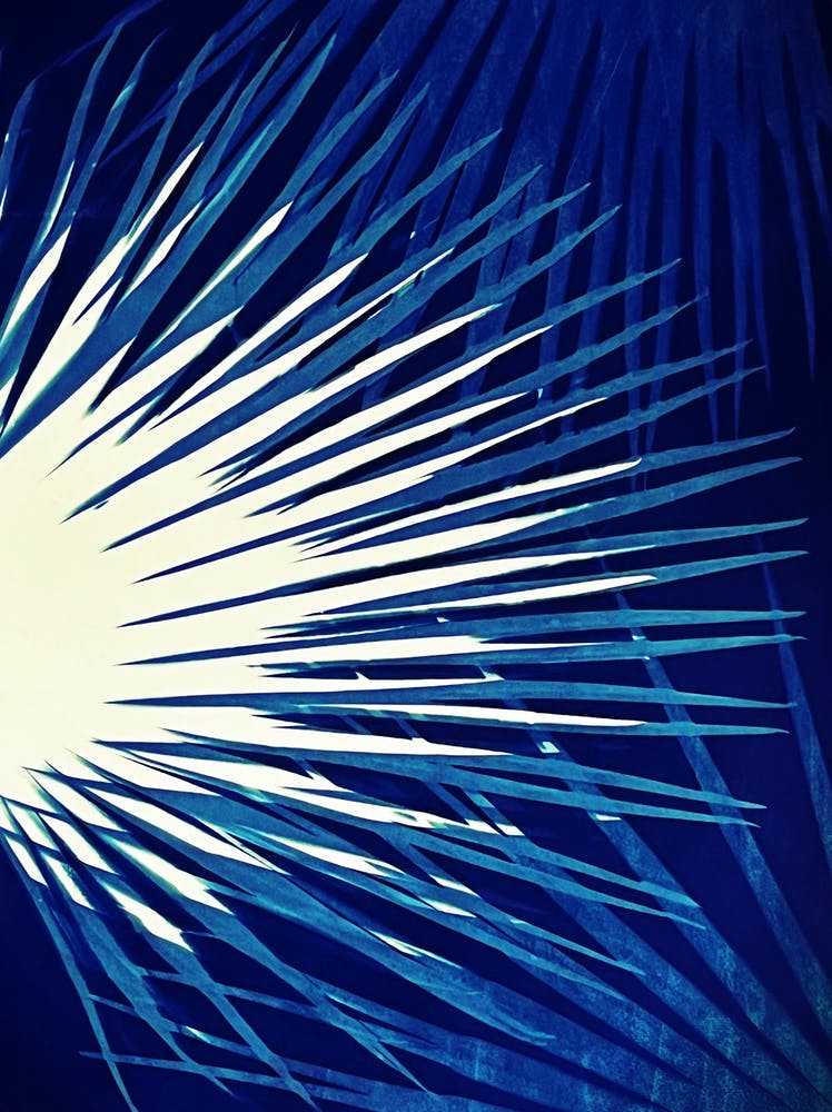 Blue electric cyanotype palm leaves