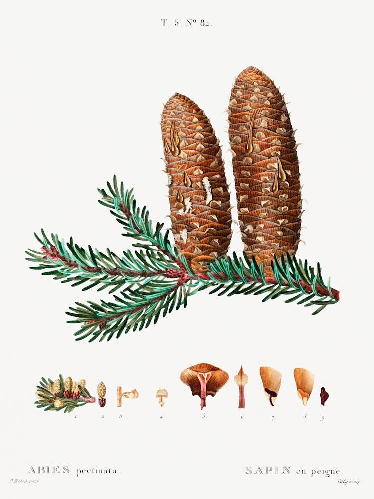 Silver Fir, Pierre Joseph Redoute